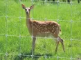 Fixed Knot Deer Fence