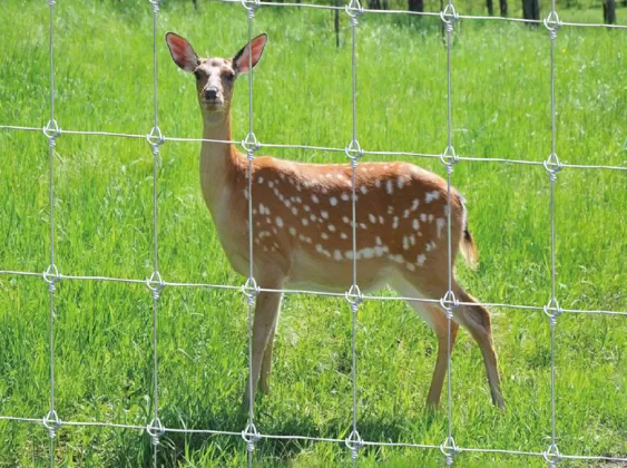 Fixed Knot Deer Fence