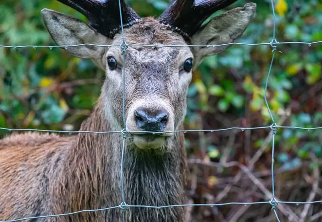 deer fence panel